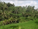 Rice terraces at Gunung Kawi